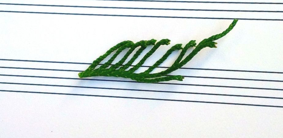 Green twigs on a sheet music for Little Woodland Heights project with Effin NS