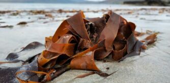 Seaweed on the beach for Ireland's National School Photography Award 2026