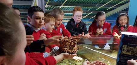 Handling session with staff at Galway Atlantaquaria Handling session with staff at Galway Atlantaquaria
